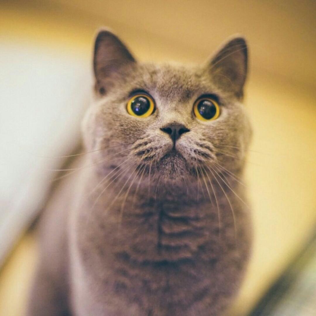 我为己悦吃猫粮