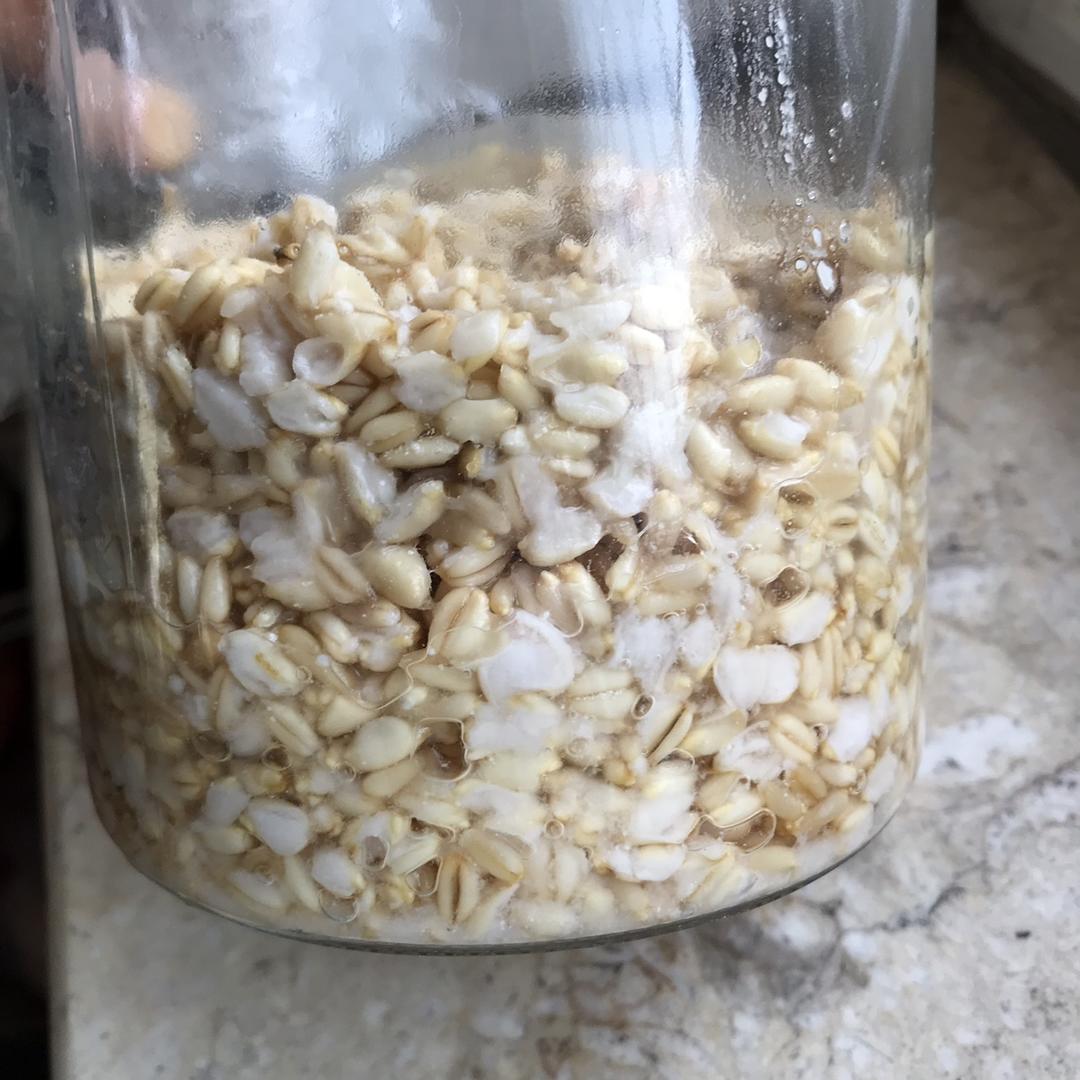 燕麦酒酿（甜胚子）丨健康·三餐