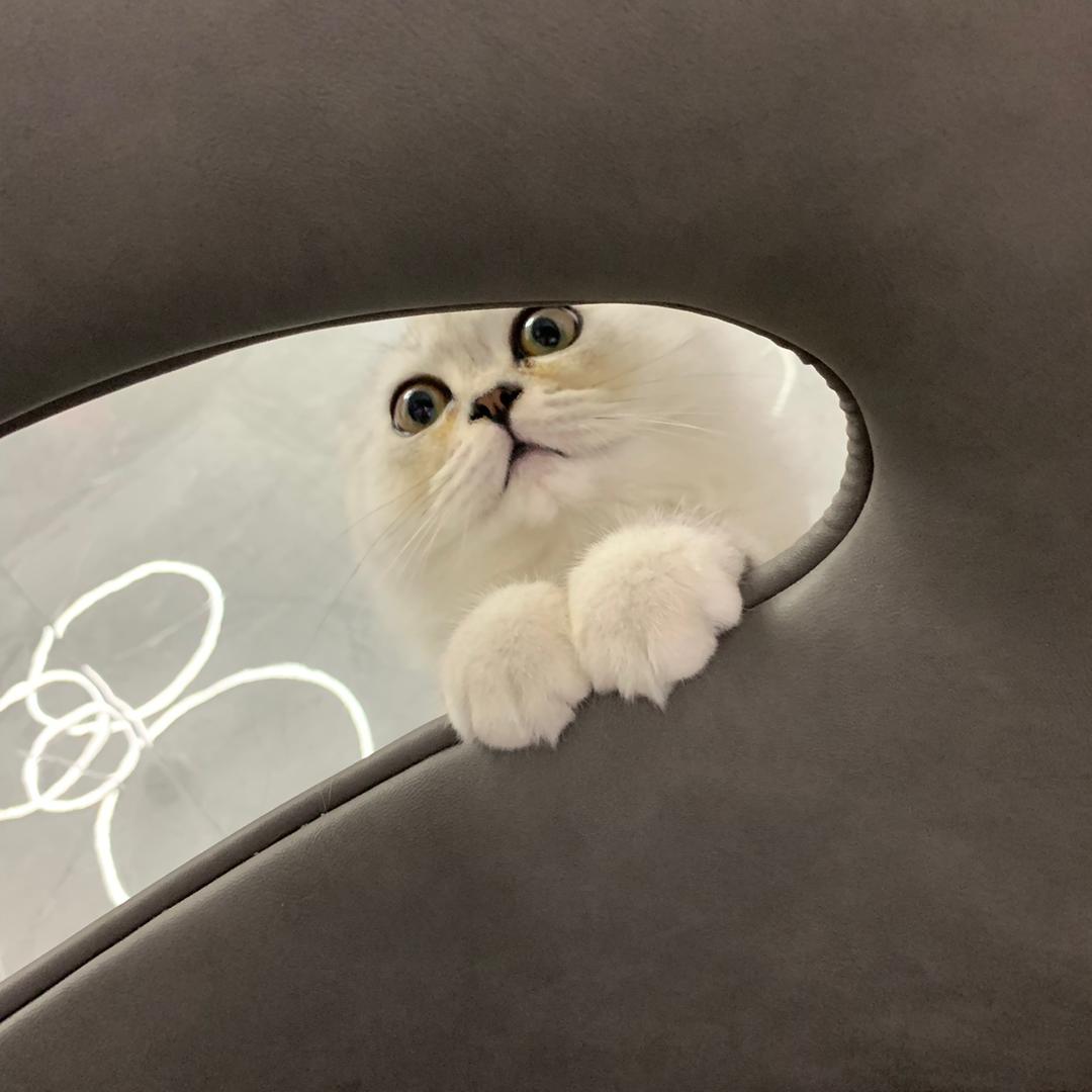 嘉哩个嘉