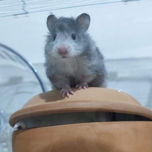 俺的名字叫铁蛋