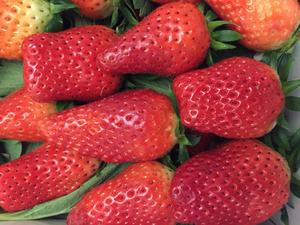 新鲜大草莓的做法 步骤1