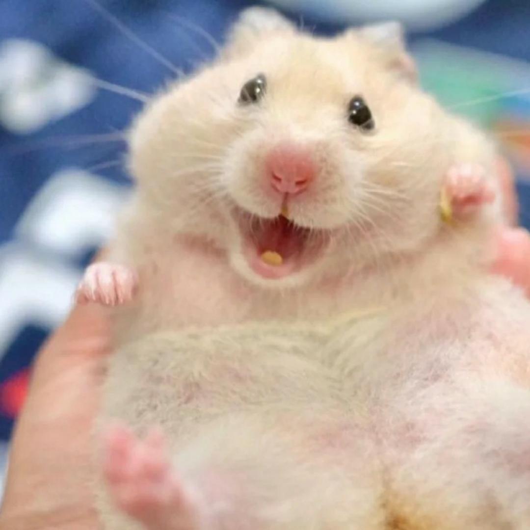 麦麦呀我是麦兜