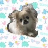 待飞的蒲公英ss