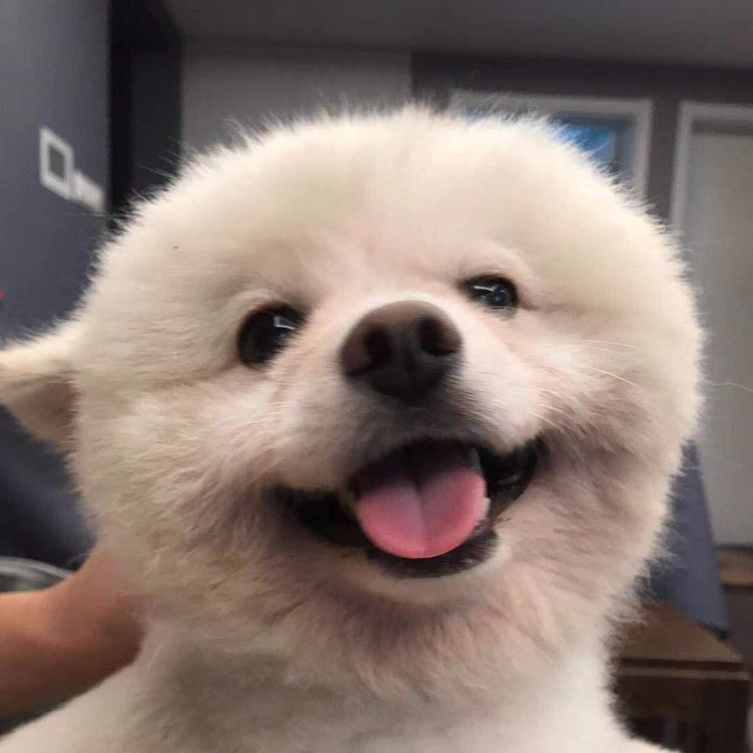 丸子猪丸子哥