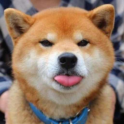 一只东