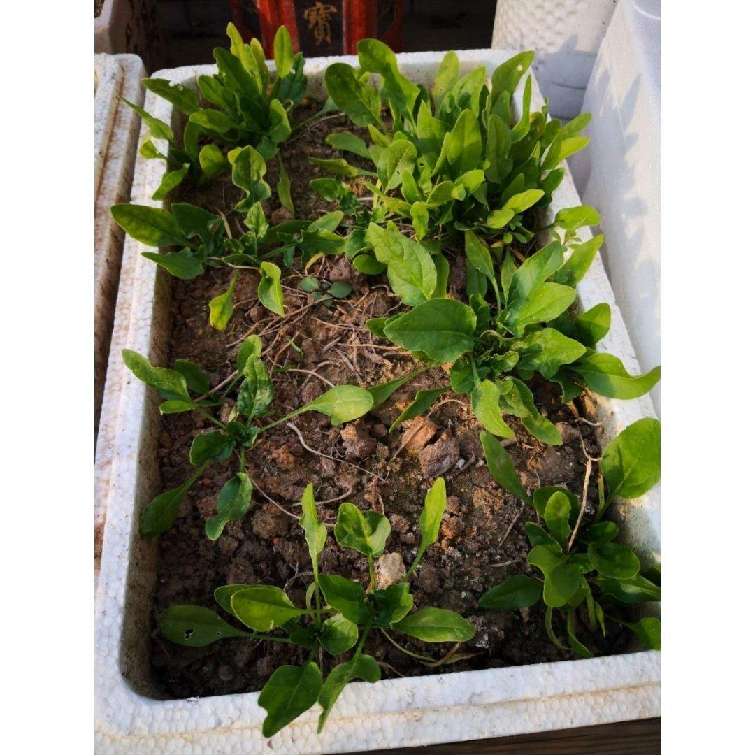 种植呀