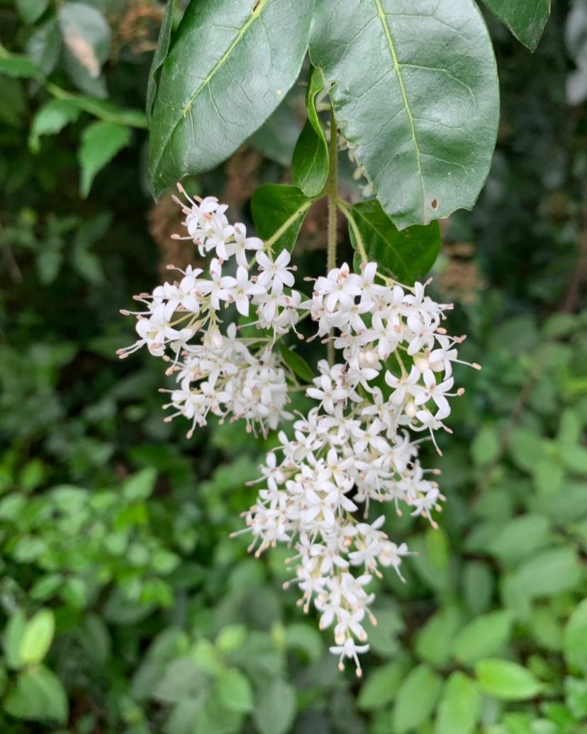 恋一束花  爱一个家