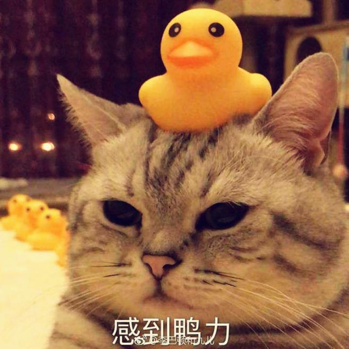 小奶油666