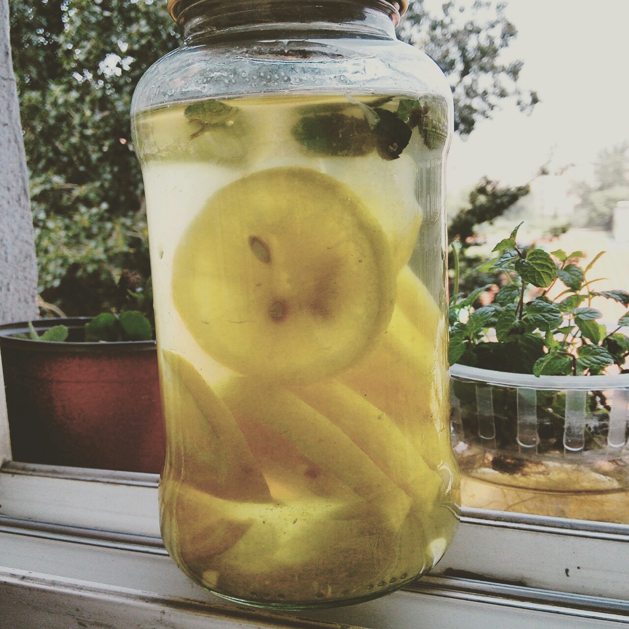 简单柠檬水/Lemonade