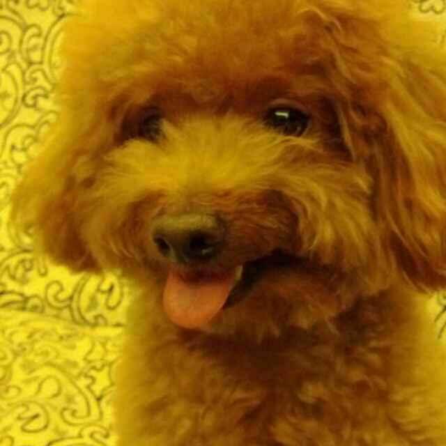 张闹