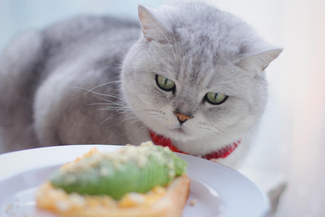 减脂也能吃的牛油果滑蛋吐司