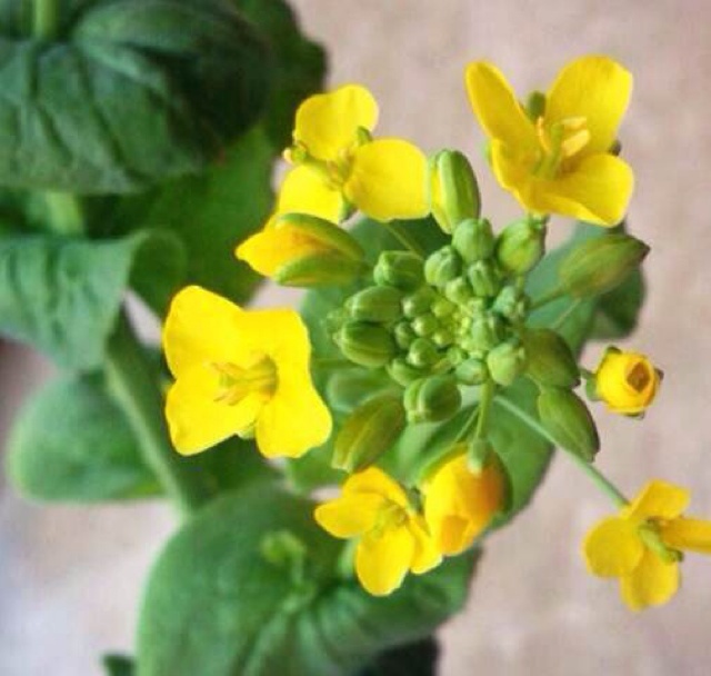 泡白菜花