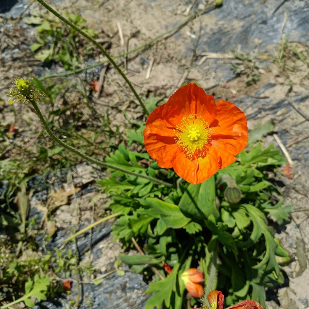 荣花花儿