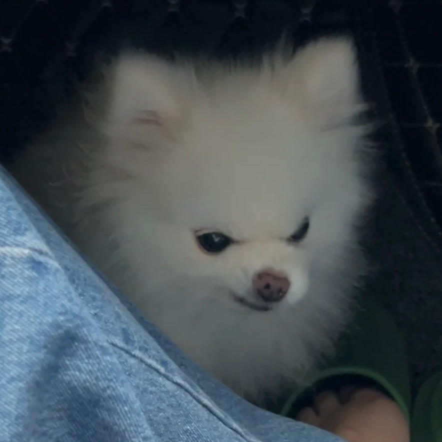 愤怒的小狗饿了