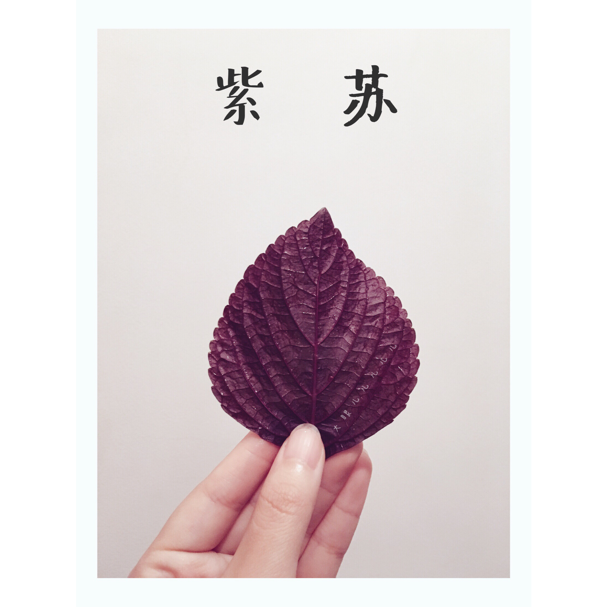 紫苏煎黄瓜