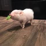 一个很厉害的人