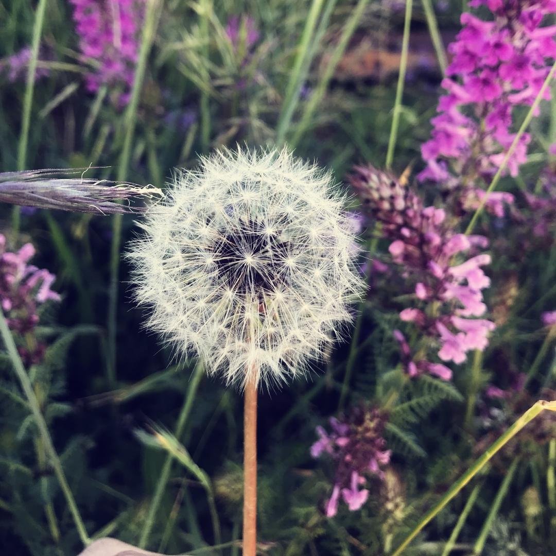 花心大桃子的厨房