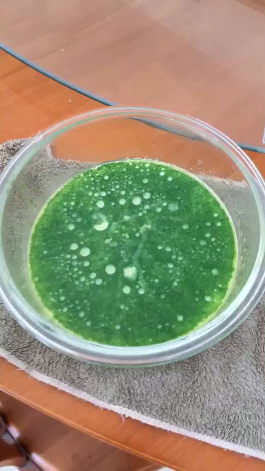 嫩滑好消化的奶香菠菜布丁