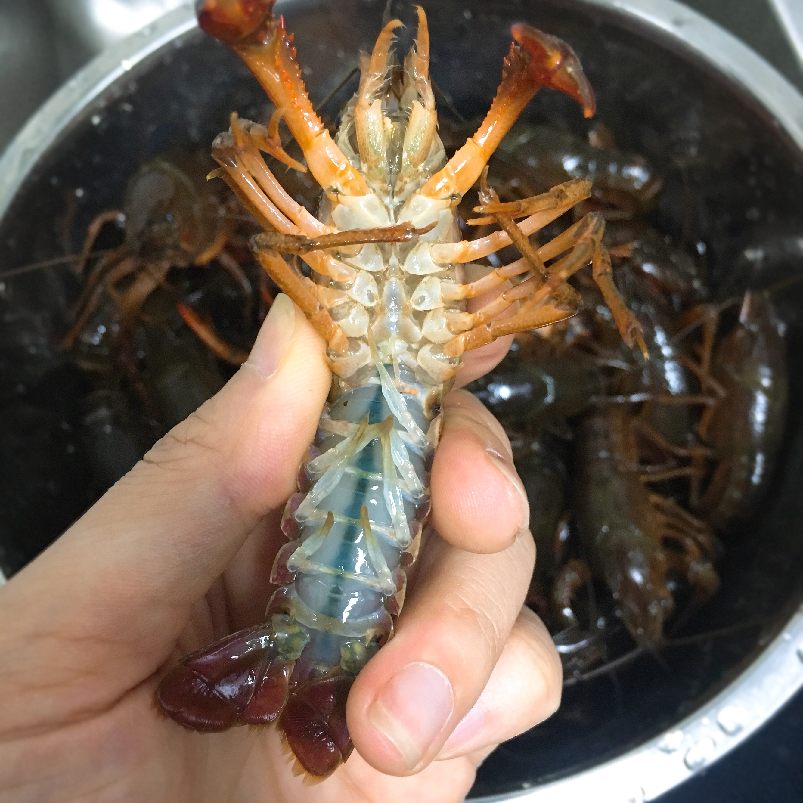 不放火锅料也麻辣的小龙虾🦞爆赞！！！的做法 步骤2