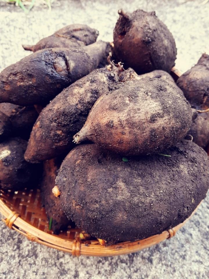 【自家菜地的收获】