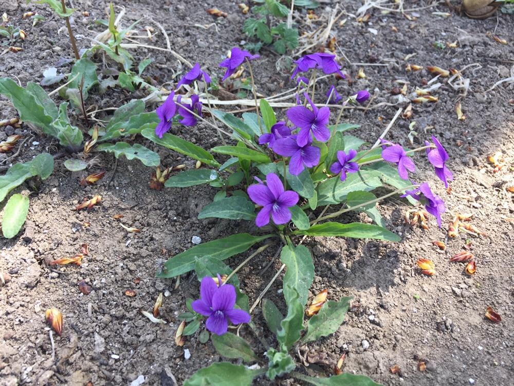 羊肉胡萝卜饺子的做法