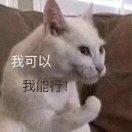芝士啥都能配系列
