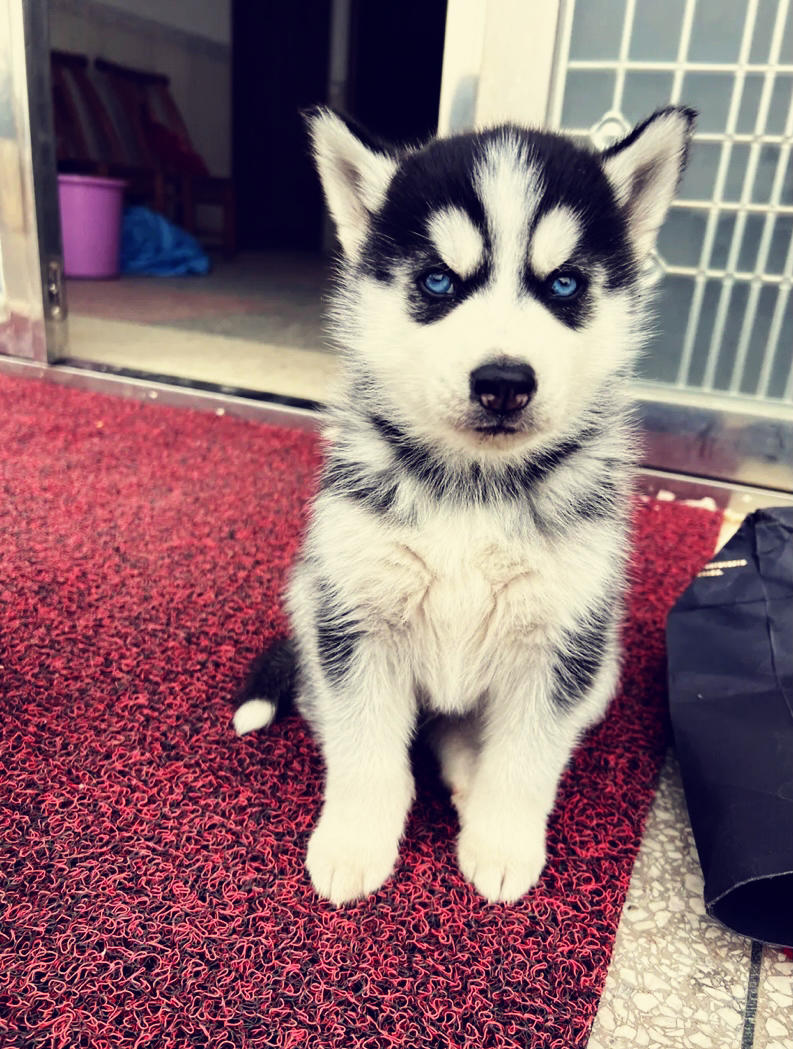 哈士奇和茶杯犬的厨房