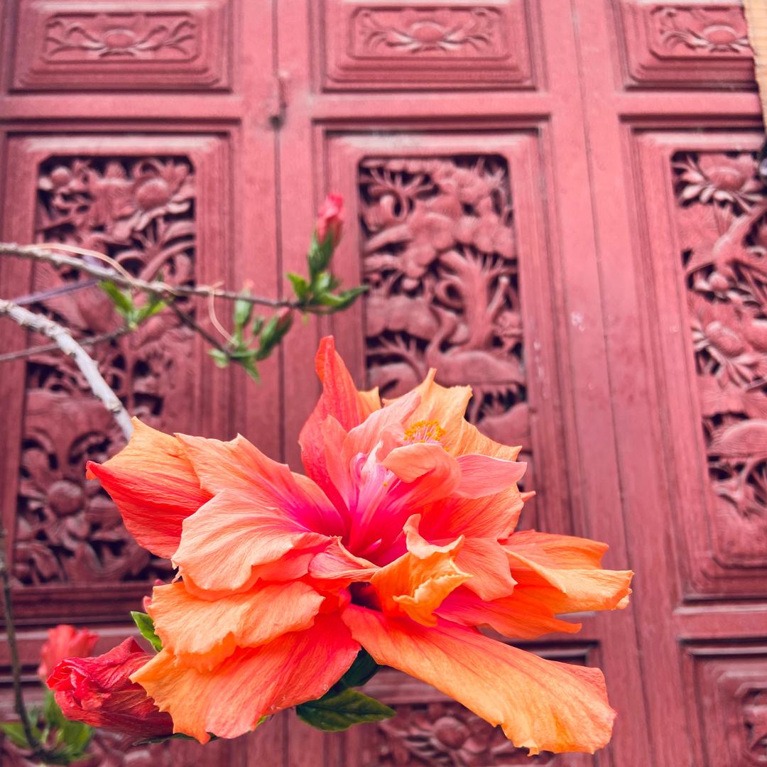 可爱又迷人的三么