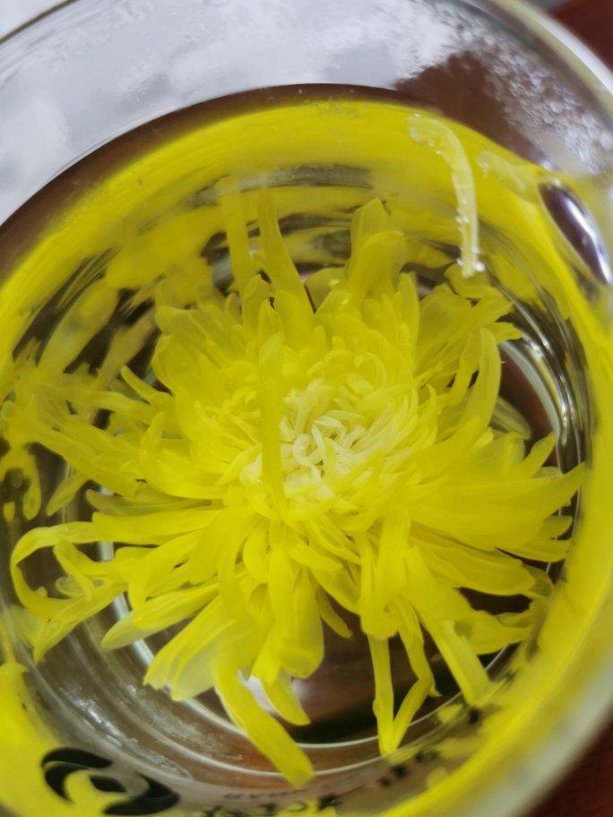 菊花茶_金丝皇菊