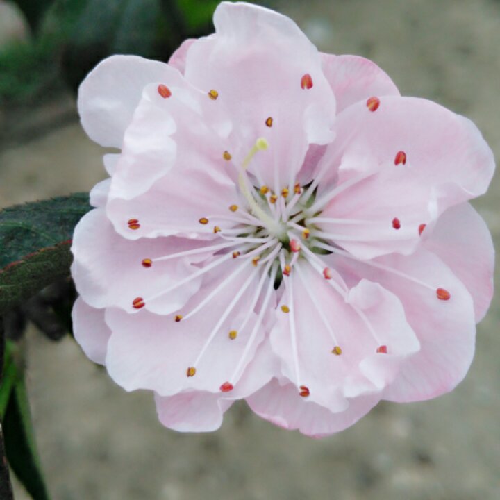 搬一座花园回家