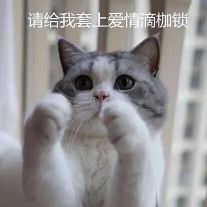 性感猫咪在线下厨