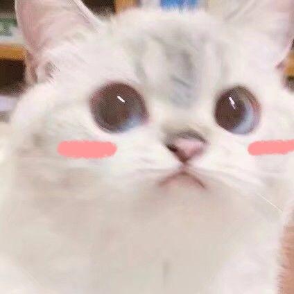 米灰菌