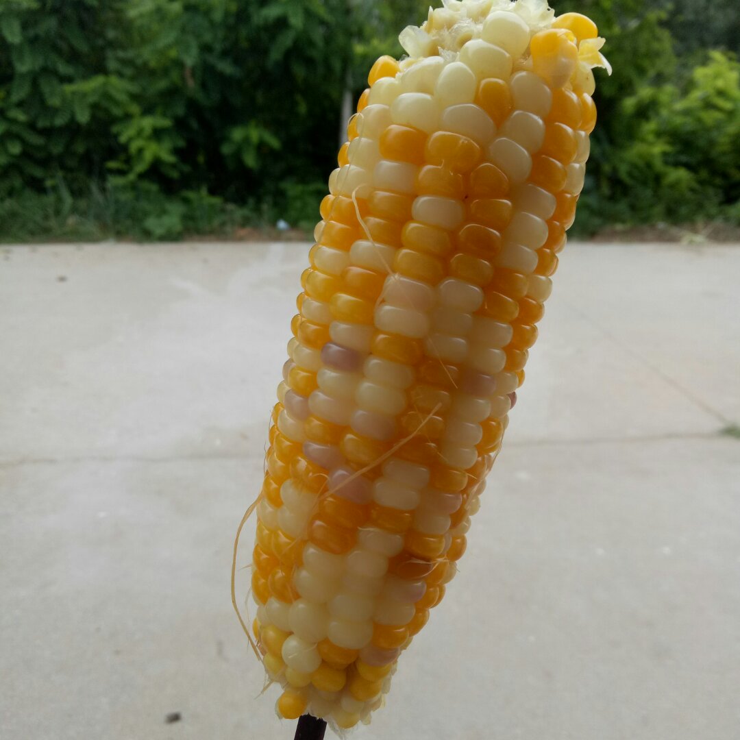 正确煮玉米的方法