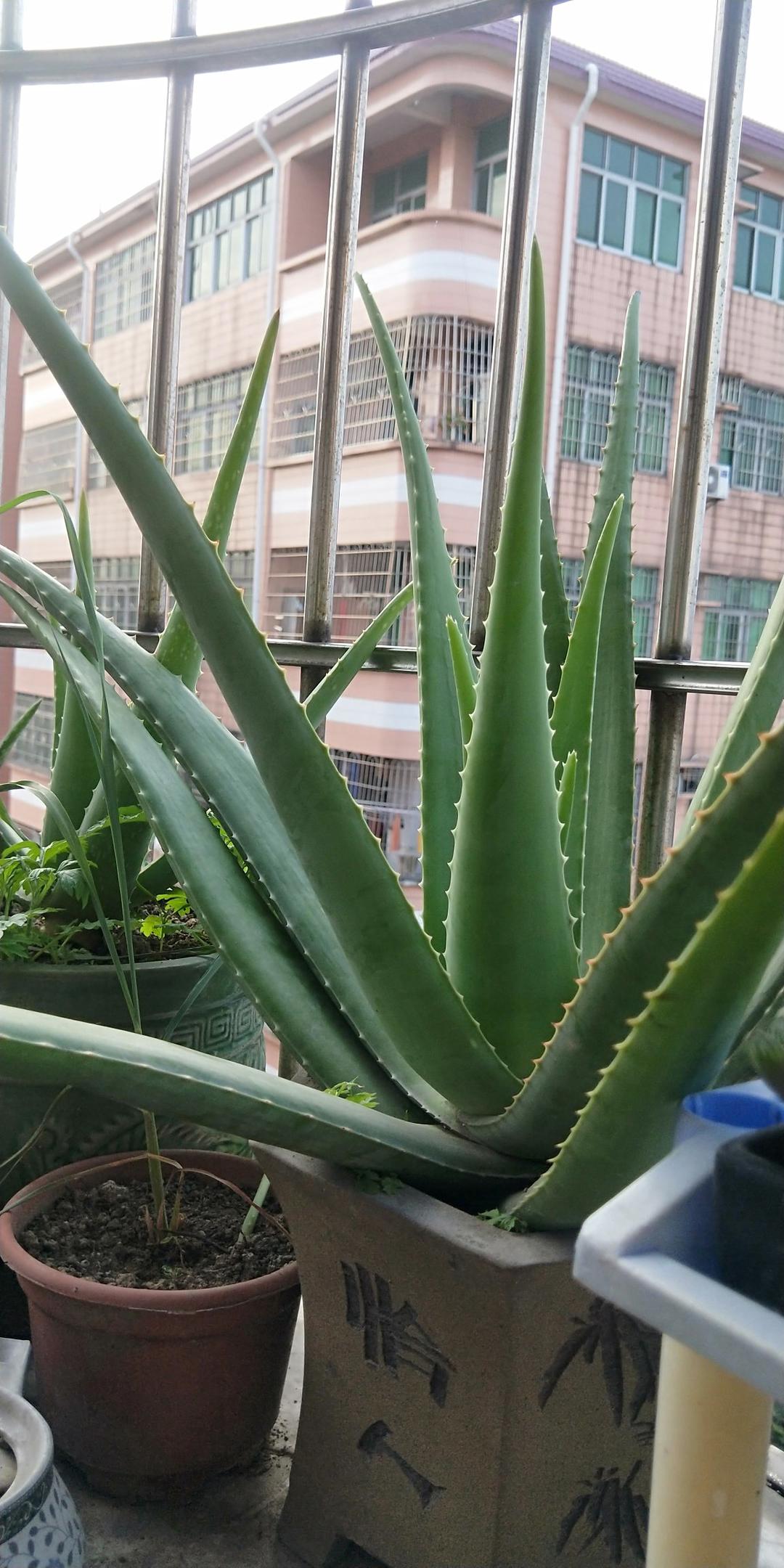 芦荟红茶