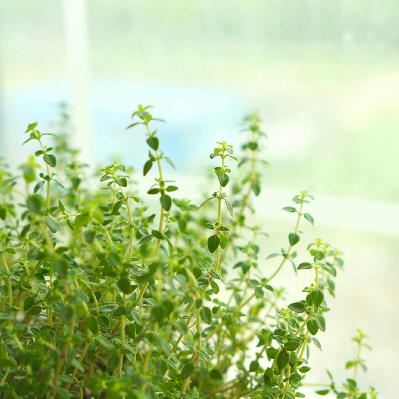 厨房里の香草花园