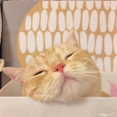 翕何
