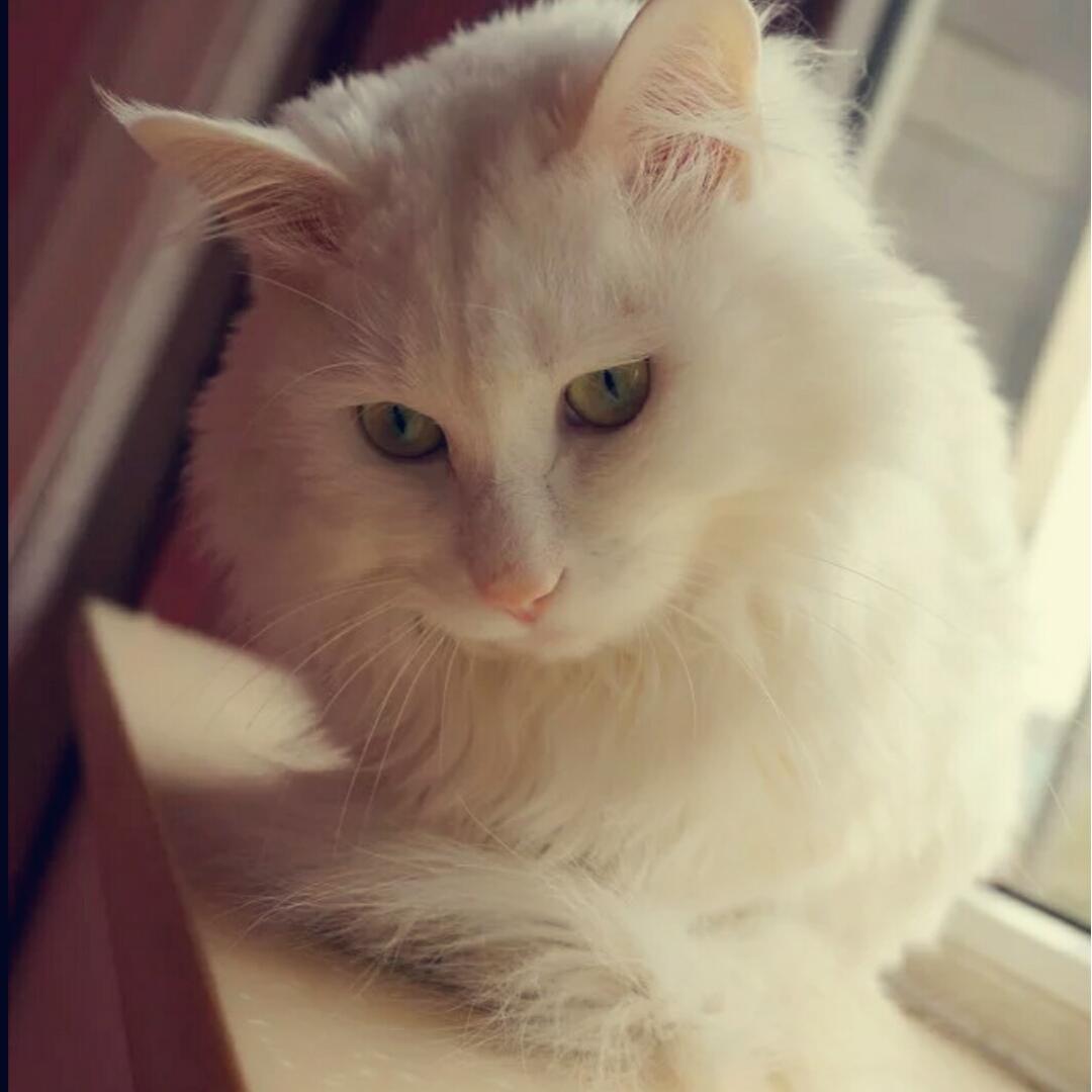 白日梦要养猫