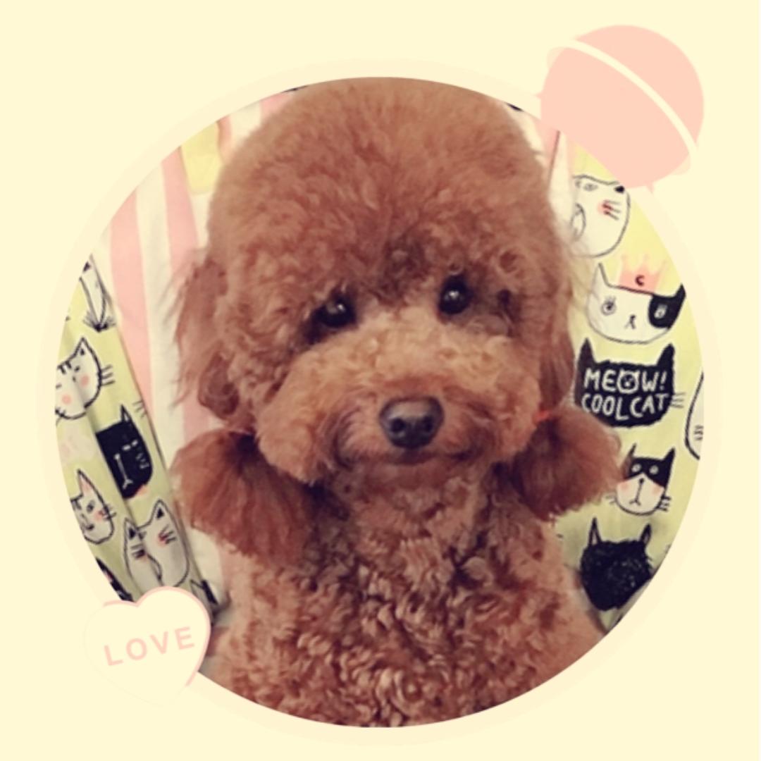 我是会做宠物蛋糕的铲屎官