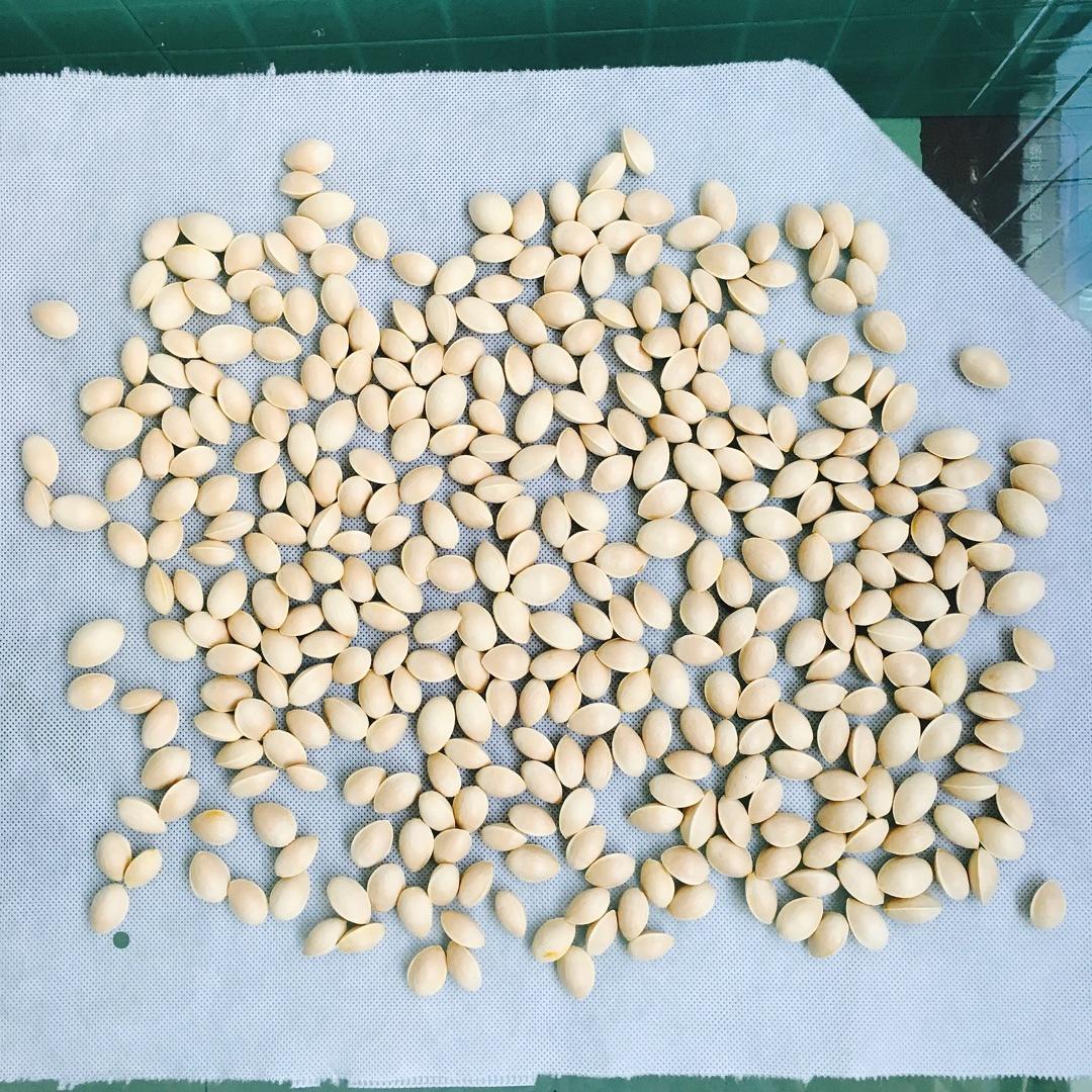 银杏（白果）前处理加工的做法 步骤6