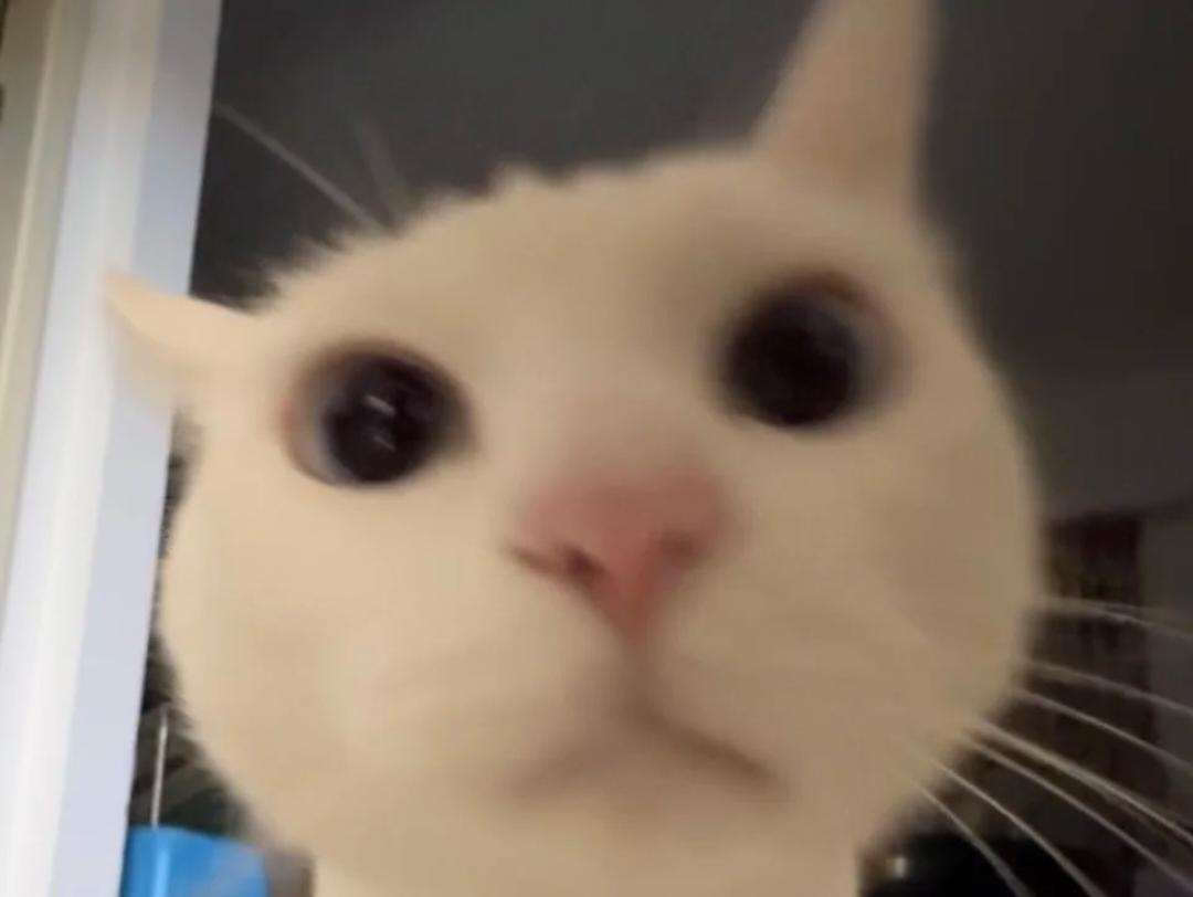 猪羊凑个鲜