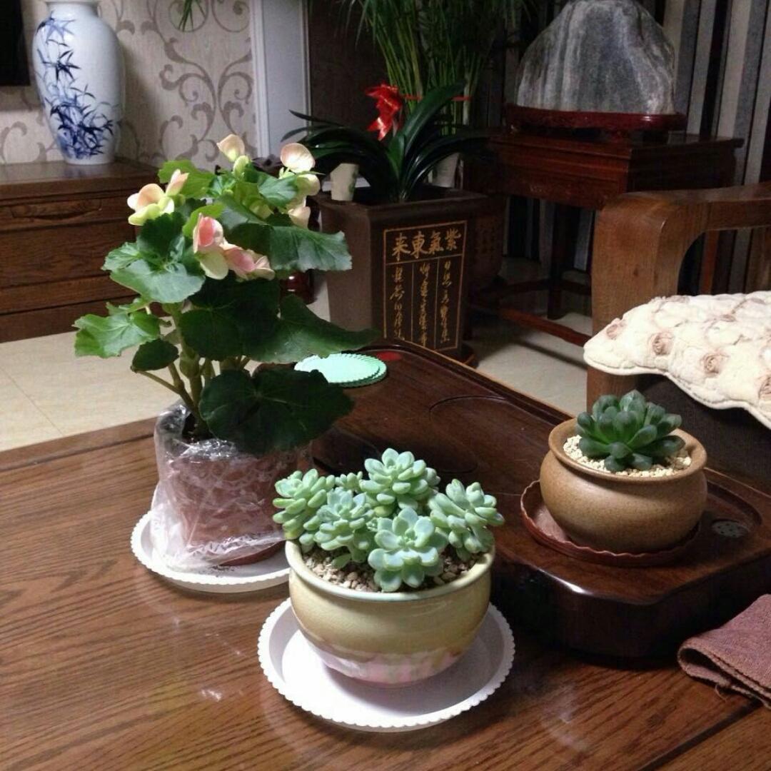 向往的生活zy