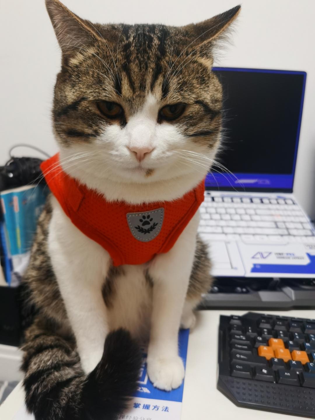 骑猪兜风正版