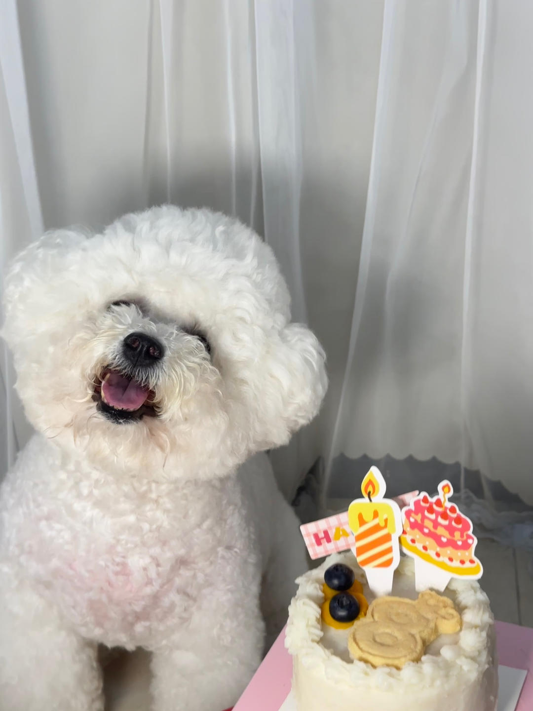 宠物蛋糕 狗狗蛋糕（超简单）的做法