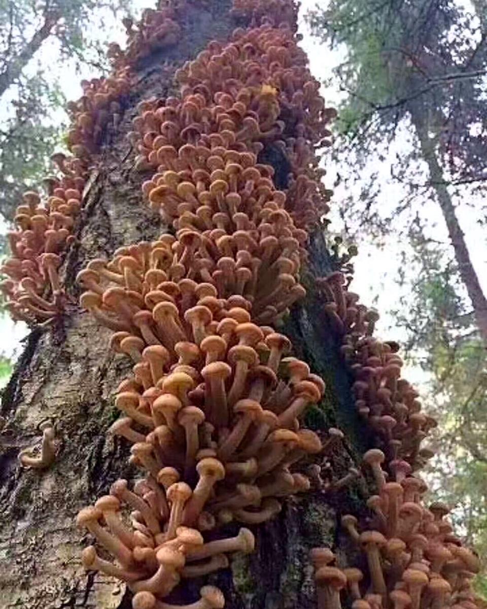 纯天然味道