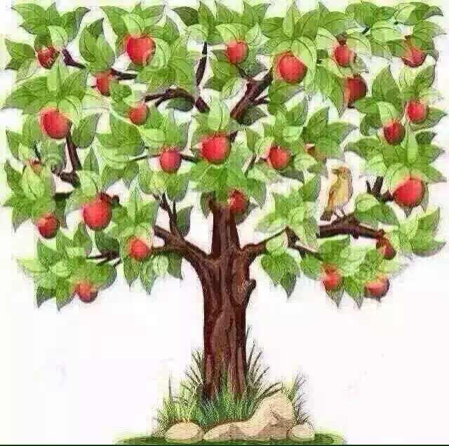 苹果树-23