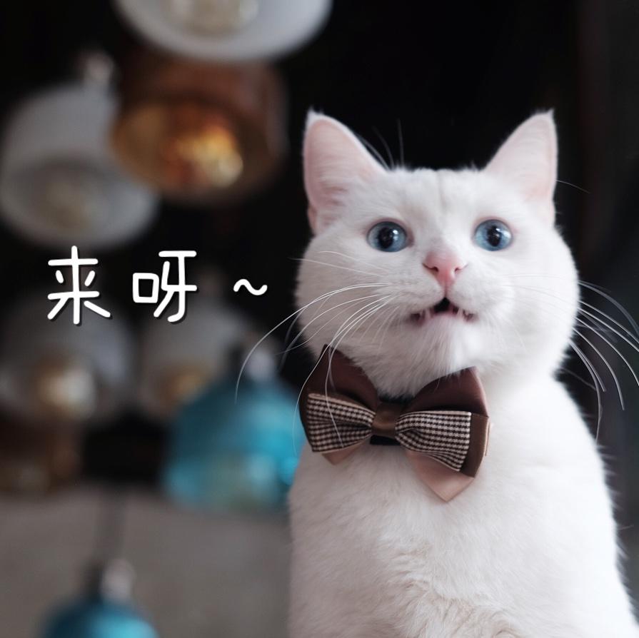 暴小暴