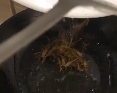 炸蝎子