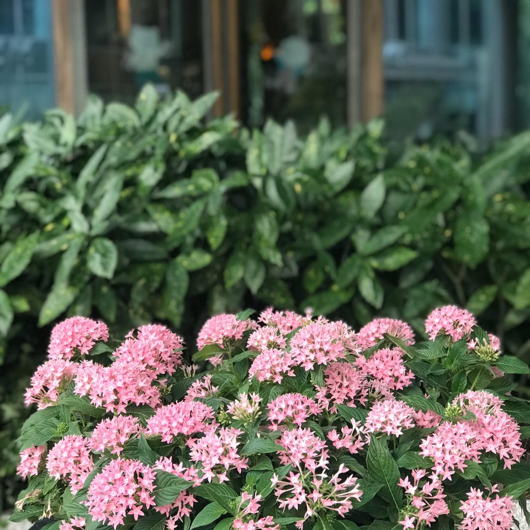 菜花掰酱