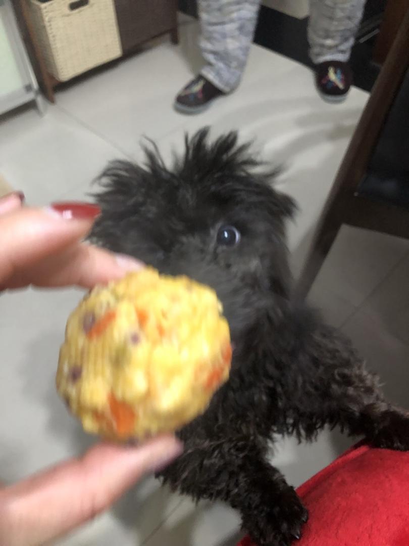 自制狗粮−营养丸子