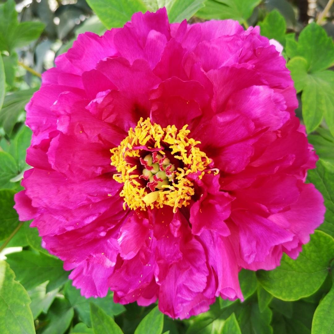 爱做饭的果宝妈5132